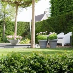 BerryBux Blauwe Bes (Vaccinium Angustifolium ’BerryBux') 11 BerryBux Blauwe Bes (Vaccinium Angustifolium ’BerryBux') -Exporteren Tuin Zorgzaam Winkel berrybux heg bloei hr 4095