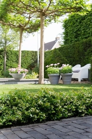 BerryBux Blauwe Bes (Vaccinium Angustifolium ’BerryBux') 7 BerryBux Blauwe Bes (Vaccinium Angustifolium ’BerryBux') - Afbeelding 5