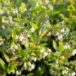 BerryBux Blauwe Bes (Vaccinium Angustifolium ’BerryBux') 9 BerryBux Blauwe Bes (Vaccinium Angustifolium ’BerryBux') -Exporteren Tuin Zorgzaam Winkel berrybux heg bloei hr 4143 2