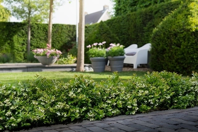 BerryBux Blauwe Bes (Vaccinium Angustifolium ’BerryBux') 6 BerryBux Blauwe Bes (Vaccinium Angustifolium ’BerryBux') - Afbeelding 4