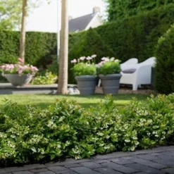 BerryBux Blauwe Bes (Vaccinium Angustifolium ’BerryBux') 10 BerryBux Blauwe Bes (Vaccinium Angustifolium ’BerryBux') -Exporteren Tuin Zorgzaam Winkel berrybux heg bloei hr 4057