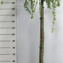 Treurceder Op Stam (Cedrus Libani 'Glauca Pendula') -Exporteren Tuin Zorgzaam Winkel bf626bb3ffe06d8a36e0e5cfc965630a