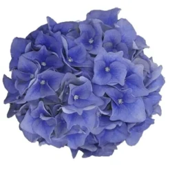 Hortensia Blue Ballad (Hydrangea 'Music Collection') -Exporteren Tuin Zorgzaam Winkel blue ballad