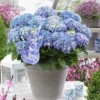 Hortensia Blue Ballad (Hydrangea 'Music Collection') -Exporteren Tuin Zorgzaam Winkel blue ballad 4