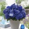 Hortensia Blue Boogiewoogie (Hydrangea 'Music Collection') -Exporteren Tuin Zorgzaam Winkel blue boogiewoogie 2 3