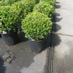 Buxus Meeneemhaag (Buxus Microphylla 'Faulkner') -Exporteren Tuin Zorgzaam Winkel buxus microphylla faulkner bol 25 30 1
