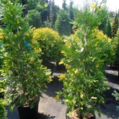 Bonte Libocedrus (Calocedrus Decurrens 'Aureovariegata') -Exporteren Tuin Zorgzaam Winkel calocedrus decurrens aureovariegata 125 150 175