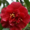 Camelia Als Leivorm (Camellia Japonica 'Doctor Burnside') -Exporteren Tuin Zorgzaam Winkel cam