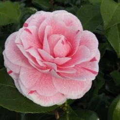 Camelia (Camellia Japonica 'Bonomiana') -Exporteren Tuin Zorgzaam Winkel camellia bonomiana