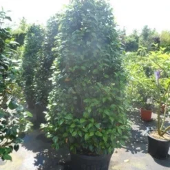 Camelia (Camellia 'Debbie') -Exporteren Tuin Zorgzaam Winkel camellia japonica 175 200 1