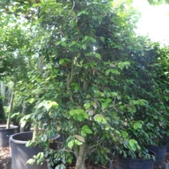 Camelia Als Leivorm (Camellia Japonica) -Exporteren Tuin Zorgzaam Winkel camellia japonica 200 250 300 cont