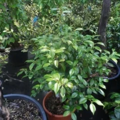 Camelia (Camellia, Wit) -Exporteren Tuin Zorgzaam Winkel camellia japonica 60 80 c20 25 1