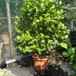 Camelia Als Leivorm (Camellia Japonica) -Exporteren Tuin Zorgzaam Winkel camellia japonica 80 100 125