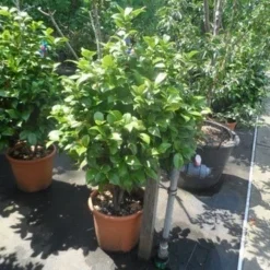 Camelia (Camellia, Wit) -Exporteren Tuin Zorgzaam Winkel camellia japonica 80 100 1