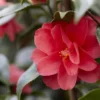 Camelia (Camellia Reticulata 'Mary Williams') -Exporteren Tuin Zorgzaam Winkel camellia reticulata mary williams