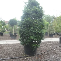 Camelia (Camellia Sasanqua) -Exporteren Tuin Zorgzaam Winkel camellia sasanqua 300 350 c500