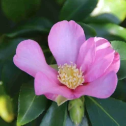 Camelia (Camellia Sasanqua) -Exporteren Tuin Zorgzaam Winkel camellia sasanqua 3 1