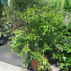 Camelia (Camellia Sasanqua) -Exporteren Tuin Zorgzaam Winkel camellia sasanqua 60 80 100 c25