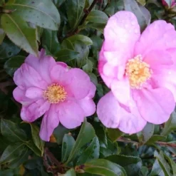 Camelia (Camellia Sasanqua) -Exporteren Tuin Zorgzaam Winkel camellia tuin 2