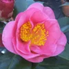 Camelia Als Leivorm (Camellia Japonica 'California') -Exporteren Tuin Zorgzaam Winkel camelliacalifornia 1