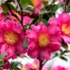 Camelia (Camellia Sasanqua 'Kanjiro') -Exporteren Tuin Zorgzaam Winkel camelliakanjiro01