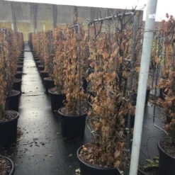 Haagbeuk Als Leivorm (Carpinus Betulus) -Exporteren Tuin Zorgzaam Winkel carpinus45 1
