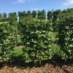 Haagbeuk Als Haagelement (Carpinus Betulus) -Exporteren Tuin Zorgzaam Winkel carpinus betulus 100 x 50 x 50 cm drkl haagelement 1 1