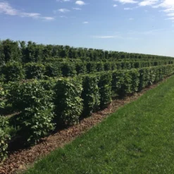 Haagbeuk Als Haagelement (Carpinus Betulus) -Exporteren Tuin Zorgzaam Winkel carpinus betulus 100 x 50 x 50 cm drkl haagelement 3 1