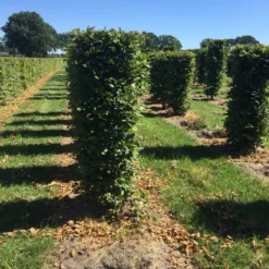 Haagbeuk Als Haagelement (Carpinus Betulus) -Exporteren Tuin Zorgzaam Winkel carpinus betulus 150 x 50 x 50 cm drkl haagelement 3 1