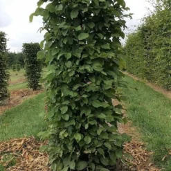 Haagbeuk Als Haagelement (Carpinus Betulus) -Exporteren Tuin Zorgzaam Winkel carpinus betulus 180 x 50 x 50 cm drkl haagelement