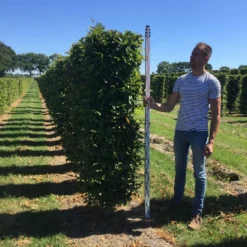 Haagbeuk Als Haagelement (Carpinus Betulus) -Exporteren Tuin Zorgzaam Winkel carpinus betulus 200 x 50 x 50 cm drkl haagelement 3 1