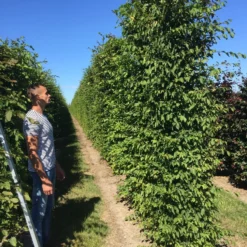 Haagbeuk Als Haagelement (Carpinus Betulus) -Exporteren Tuin Zorgzaam Winkel carpinus betulus 350x50x50 haagelement