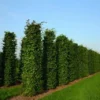 Haagbeuk Als Haagelement (Carpinus Betulus) -Exporteren Tuin Zorgzaam Winkel carpinus betulus 4 1