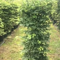 Haagbeuk Als Haagelement (Carpinus Betulus) -Exporteren Tuin Zorgzaam Winkel carpinus betulus h100x50x50 1