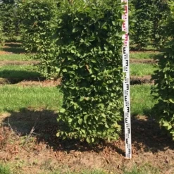 Nieuwe uitgaven -Exporteren Tuin Zorgzaam Winkel carpinus betulus h125x50x50