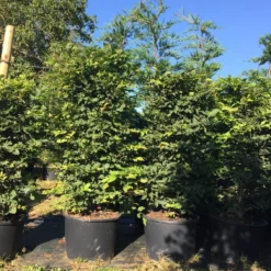 Haagbeuk Als Haagelement (Carpinus Betulus) -Exporteren Tuin Zorgzaam Winkel carpinus betulus h125x50x50 1