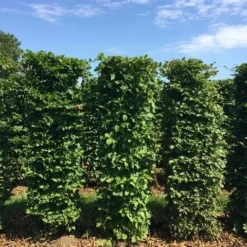 Haagbeuk Als Haagelement (Carpinus Betulus) -Exporteren Tuin Zorgzaam Winkel carpinus betulus h150x50x50 cm 3