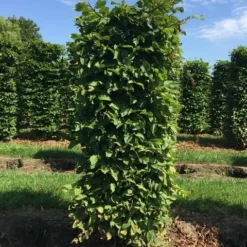 Haagbeuk Als Haagelement (Carpinus Betulus) -Exporteren Tuin Zorgzaam Winkel carpinus betulus h150x60x60cm 1