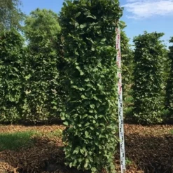 Haagbeuk Als Haagelement (Carpinus Betulus) -Exporteren Tuin Zorgzaam Winkel carpinus betulus h200x50x50 cm 2