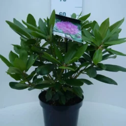 Rhododendron (Rhododendron Catawbiense 'Boursault') -Exporteren Tuin Zorgzaam Winkel cat. boursalt c5 voor