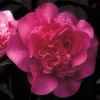 Camelia Als Leivorm (Camellia 'Debbie') -Exporteren Tuin Zorgzaam Winkel cawdebbi 3
