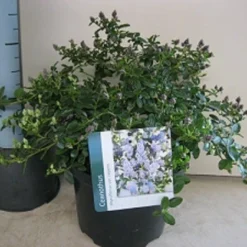 Amerikaanse Sering (Ceanothus Thyrsiflorus 'Repens') -Exporteren Tuin Zorgzaam Winkel ceanothus repens c5 maart.jpg