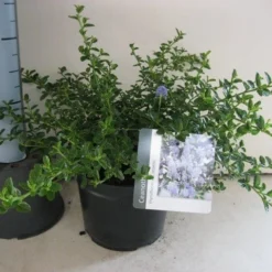 Amerikaanse Sering (Ceanothus Thyrsiflorus 'Repens') -Exporteren Tuin Zorgzaam Winkel ceanothus thyr. repens c3 sept 1