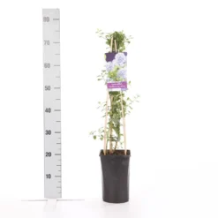 Amerikaanse Sering (Ceanothus Thyrsiflorus 'Repens') -Exporteren Tuin Zorgzaam Winkel ceanothus thyrsiflorus var. repens