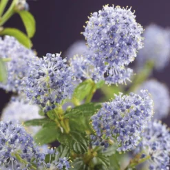 Amerikaanse Sering (Ceanothus Thyrsiflorus 'Repens')