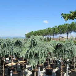 Treurceder Op Stam (Cedrus Libani 'Glauca Pendula') -Exporteren Tuin Zorgzaam Winkel cedrus