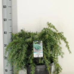 Ceder (Cedrus Deodara 'Feelin Blue') -Exporteren Tuin Zorgzaam Winkel cedrus deodara feelin blue c5 m