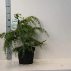 Ceder (Cedrus Deodara 'Golden Horizon') -Exporteren Tuin Zorgzaam Winkel cedrus deodara golden horizon 40 50 cm c7.5