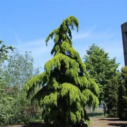 Treurceder (Cedrus Deodara 'Pendula') -Exporteren Tuin Zorgzaam Winkel cedrus deodara pendula