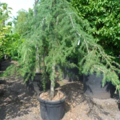 Treurceder (Cedrus Deodara 'Pendula') -Exporteren Tuin Zorgzaam Winkel cedrus deodara pendula 20 25ho c110